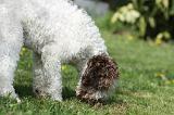 LAGOTTO CAVAGE 004